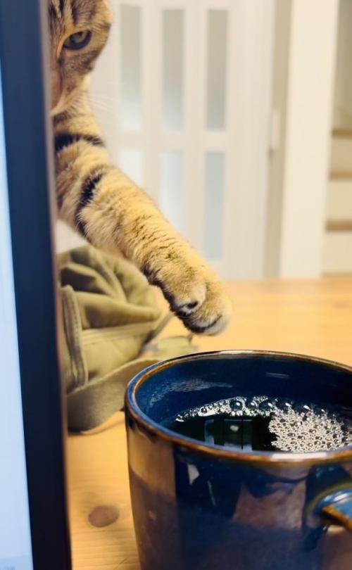 ママさんの麦茶に手を伸ばすキジトラ猫