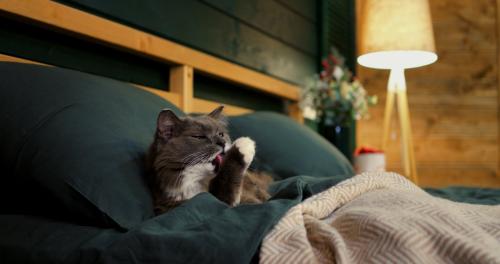 ベッドでくつろぐ猫