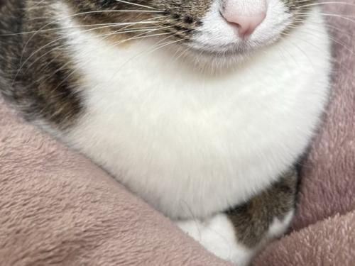 猫の胸毛のアップ