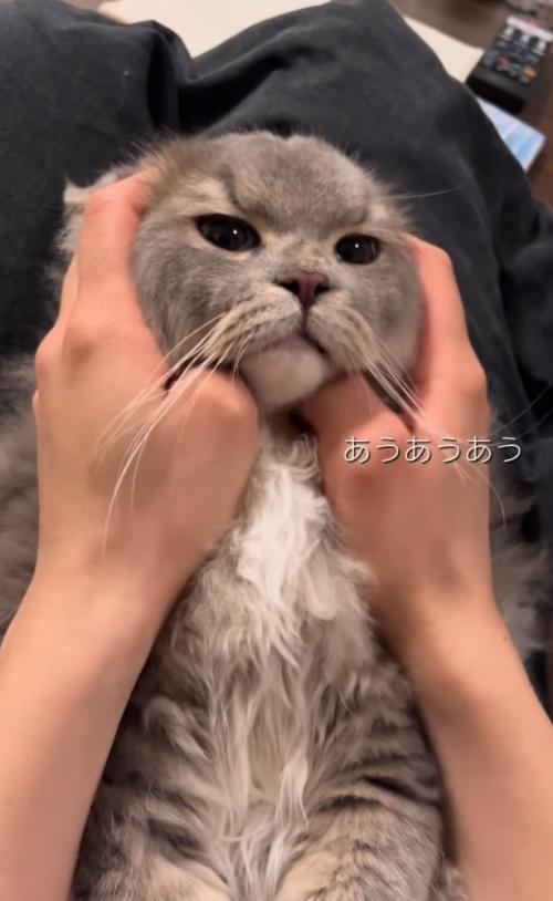 膝の上の猫