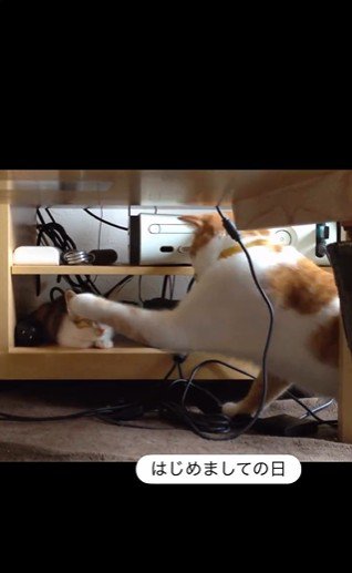 寝ている子猫とちょっかいを出している猫