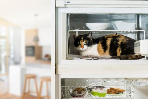 冷蔵庫の中の猫