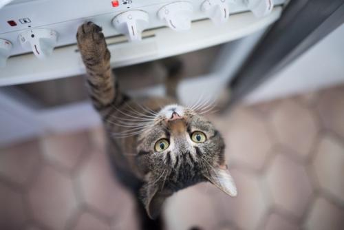 ガスコンロに手をかける猫