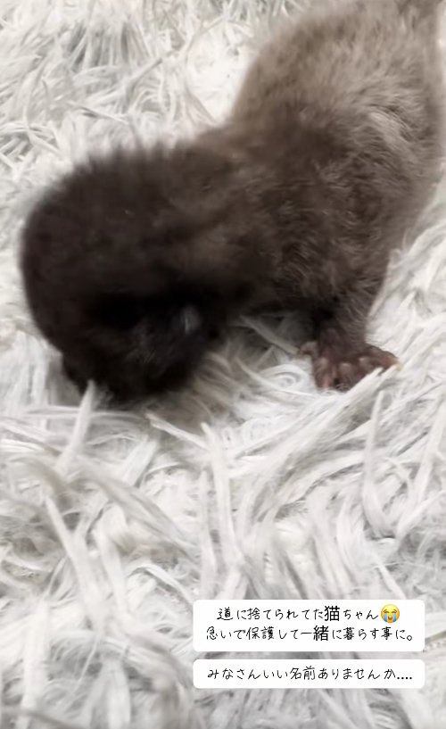 毛足の長いカーペットの上にいる子猫