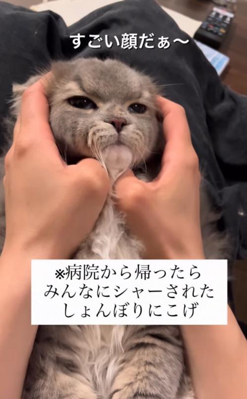 虚無顔の猫2