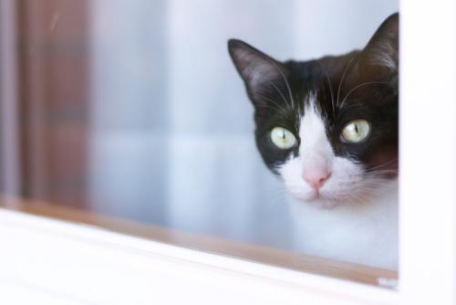 窓から顔を覗かせている猫