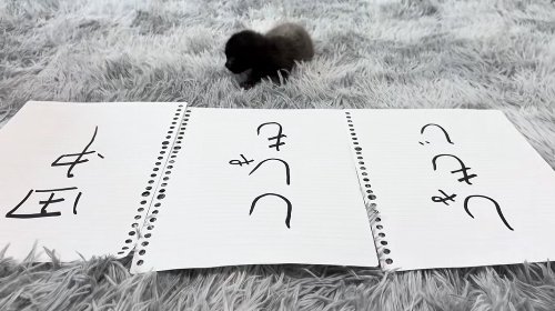 田中と書かれた紙を見つめている子猫(体真っ直ぐ)