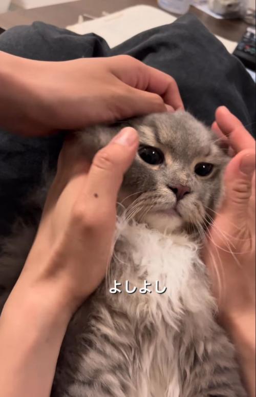 トロンとした顔つきの猫