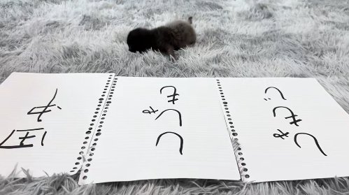 画面向かって左側に頭を向けて倒れている子猫