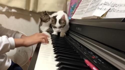 2匹