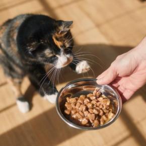 猫が『ご飯を要求し続ける』ときの原因4つ 食べたばかりなのになぜ?正しい対処法まで解説
