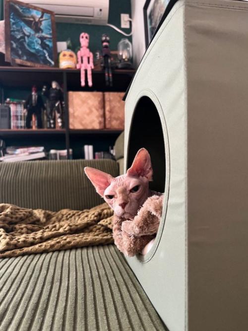 ペットハウスから顔を出す猫