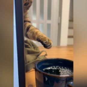仕事中、パソコンの裏までやってきた猫→そっとおててを伸ばして…笑ってしまう光景が80万再生「こそっと感がたまらないw」「味を占めたw」