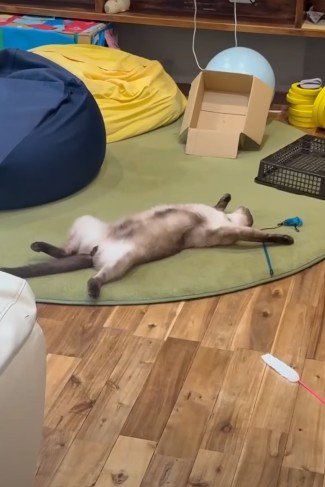 身動きひとつせず寝そべる猫