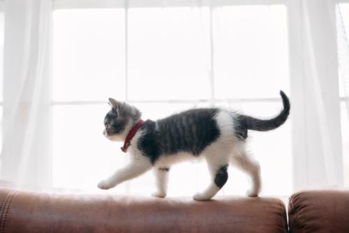 歩く猫
