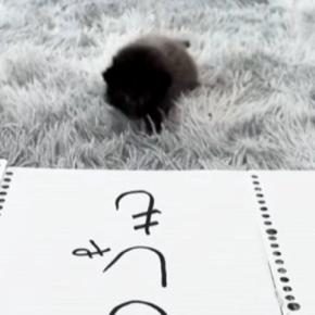 3つの紙を並べて赤ちゃん猫に『自分の名前』を選んでもらった結果…ほっこりする光景が93万再生「悩んだ末にw」「勢いが凄くてかわいいw」