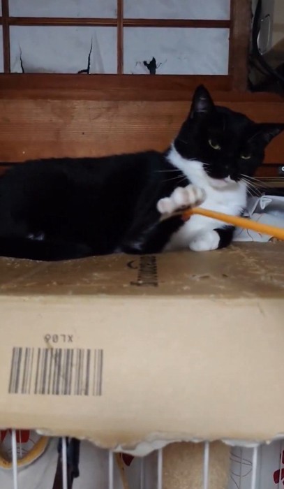 孫の手と遊ぶ猫