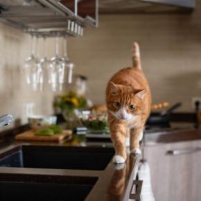 猫を『乗らせたくない場所』に近付けない方法5選 乗りたがる理由や止めさせるコツまで