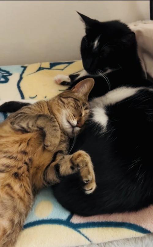 ベッドでくつろぐキジトラ猫と黒白猫