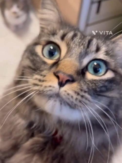 猫の顔