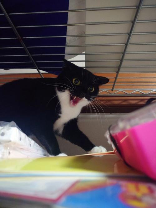 警戒心丸出しの猫