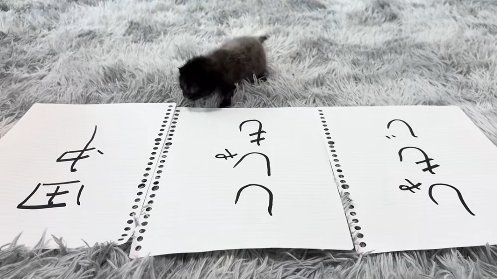 ししゃもと書かれた紙のすぐ近くにいる子猫