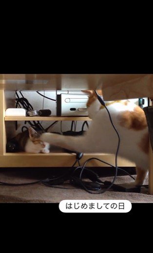 寝ている子猫とちょっかいを出している猫