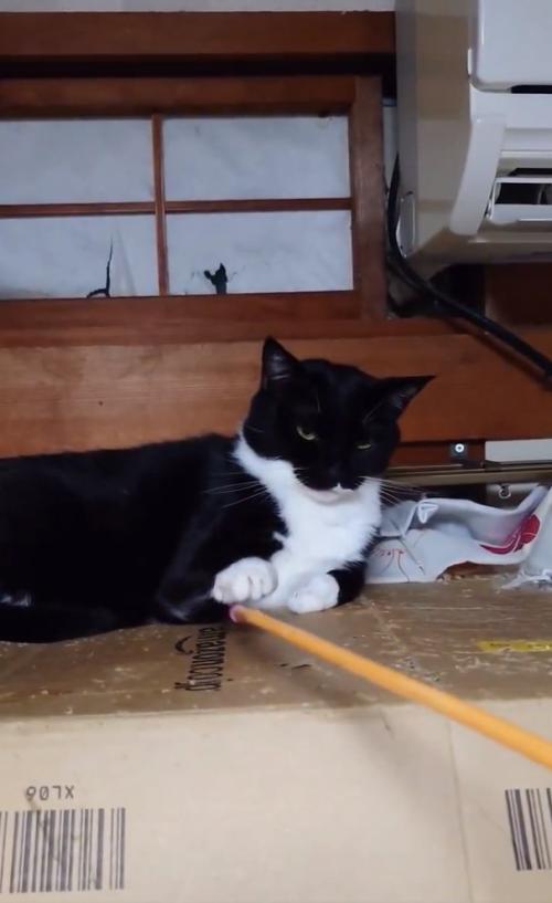 孫の手と遊ぶ猫