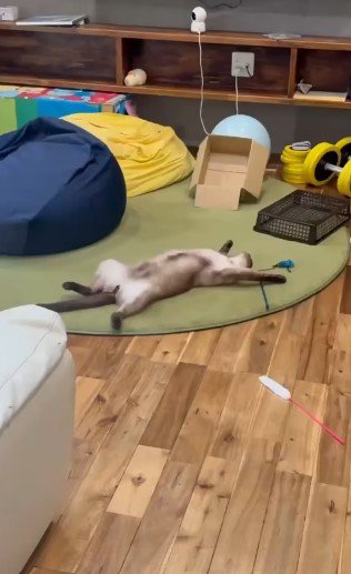 床でヘソ天をする猫