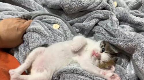 腕を伸ばしながら片目を閉じる子猫