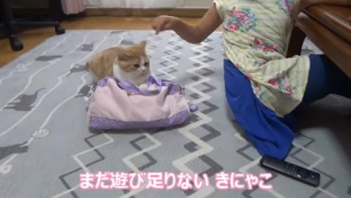 バッグを掴んでいる猫