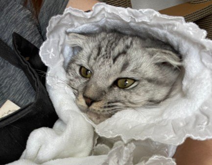 人間の赤ちゃんみたいな猫