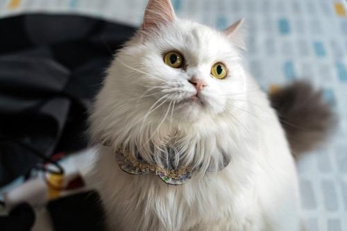 首輪をつけた長毛の猫