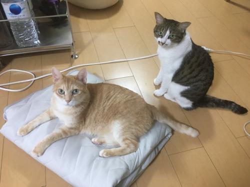 カメラ目線の2匹の猫