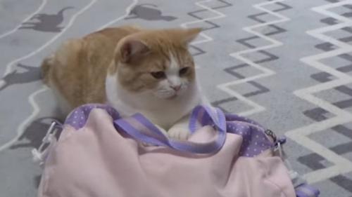 バッグを掴んでいる猫