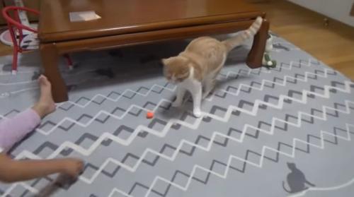 ボールで遊んでいる猫