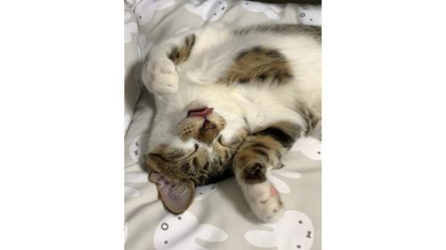 寝ている猫