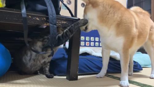 犬にパンチするキジトラ