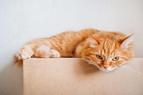 茶猫