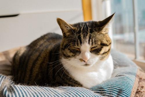 猫