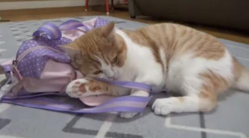 バッグを掴んでいる猫