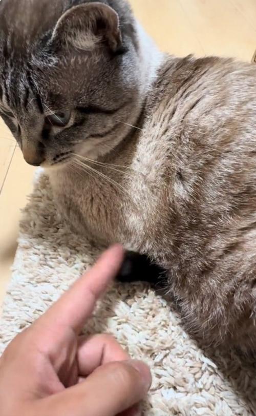 しっぽをツンツンする