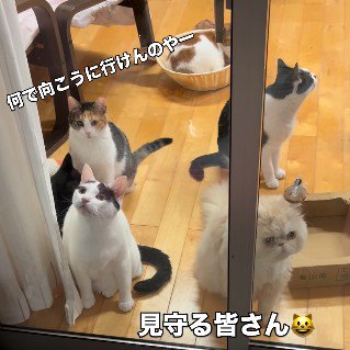 窓辺に集合した猫たち
