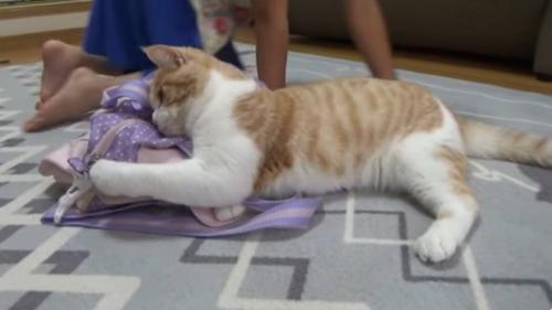 バッグを掴んでいる猫