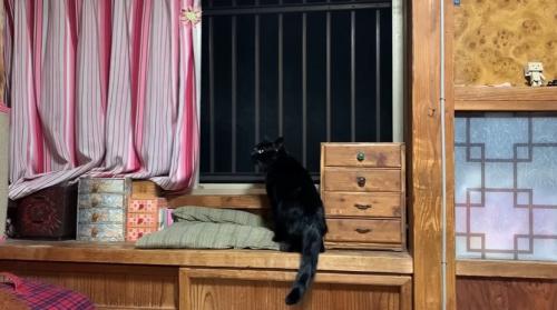 横を見る黒猫