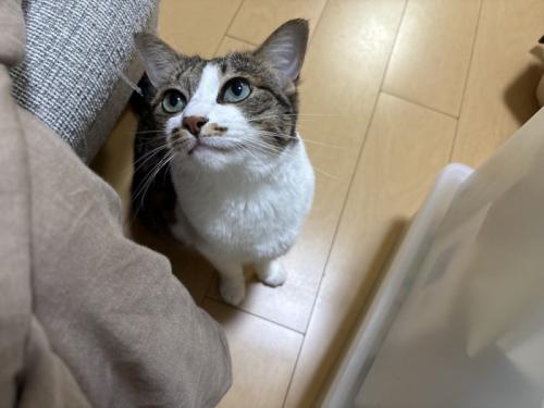 上を見る猫