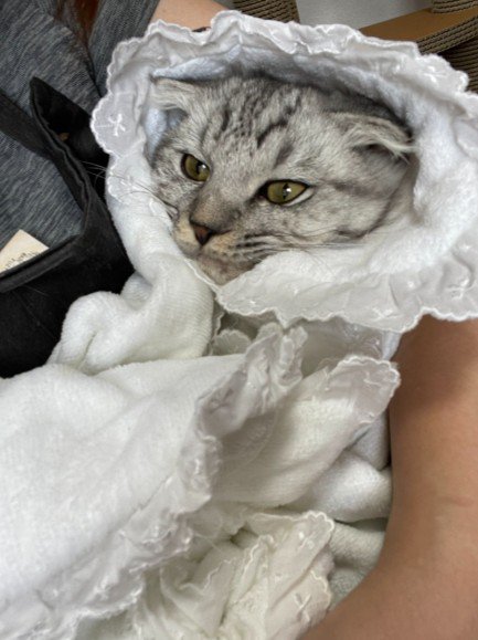 牡蠣にそっくりな猫