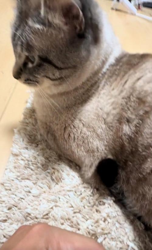 少し後ろを向く猫