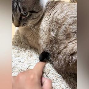 猫のお腹から出ている『謎の物体』をツンツンしていると…予想外の『爆笑の展開』が318万再生「振り向き方ｗｗ」「ガン飛ばすのすき」