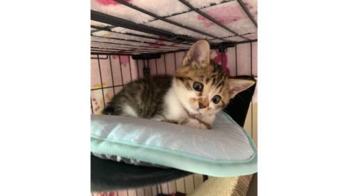 ケージにいる猫